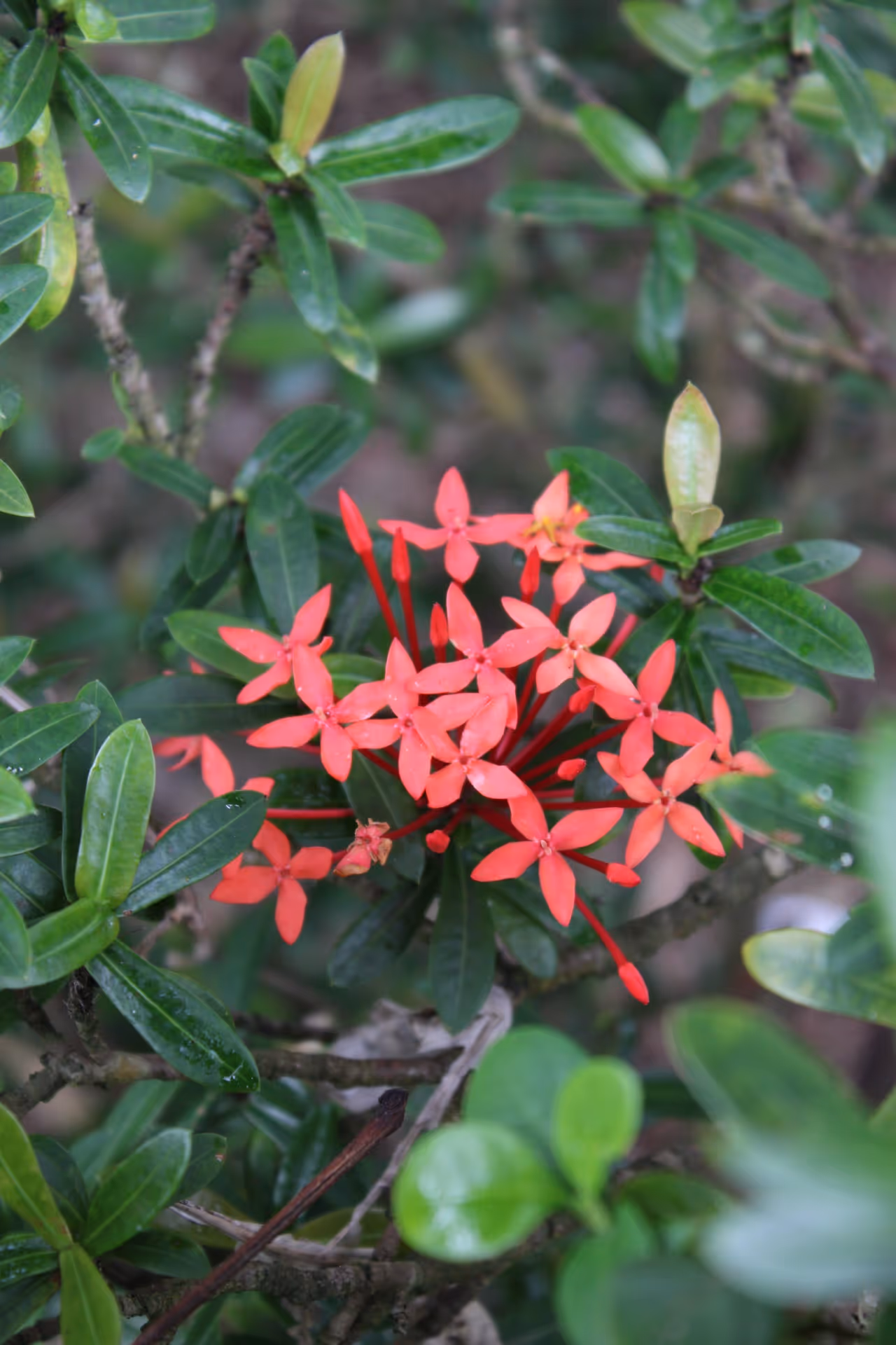 Moli‘i in Bloom