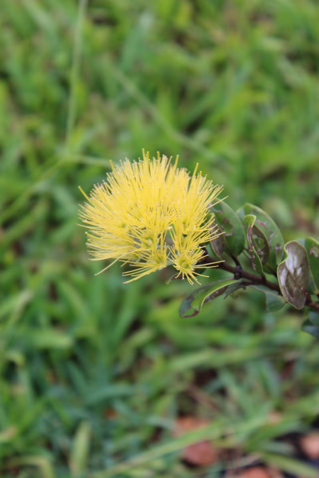 Moli‘i in Bloom