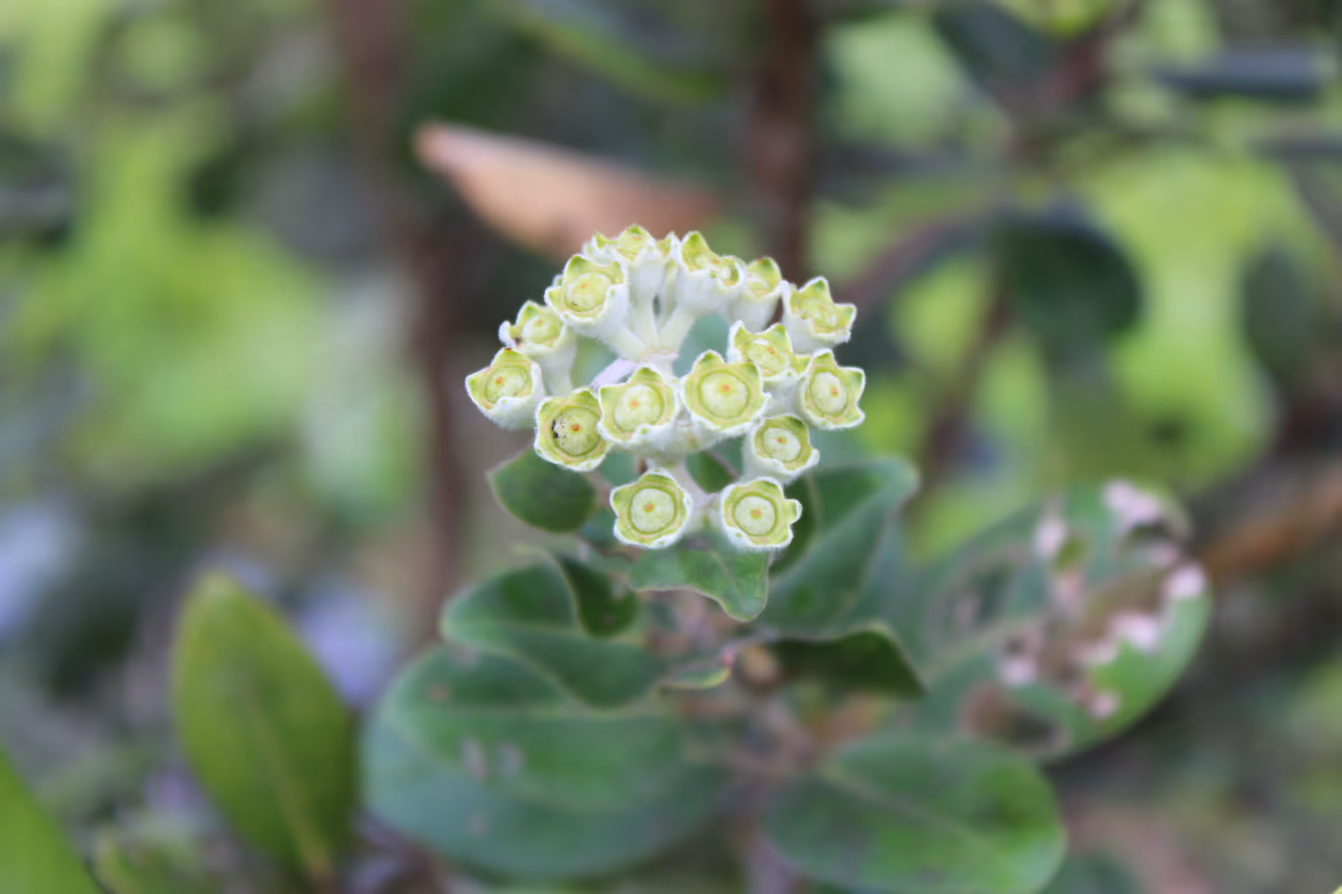 Moli‘i in Bloom