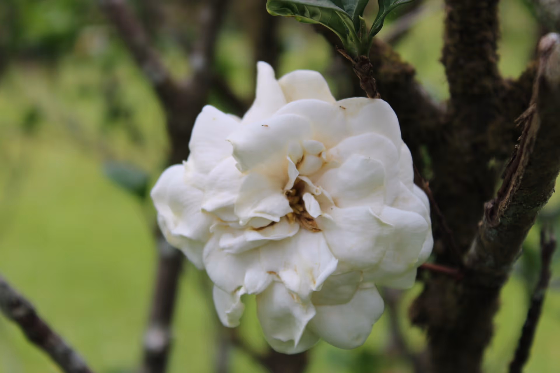 Moli‘i in Bloom