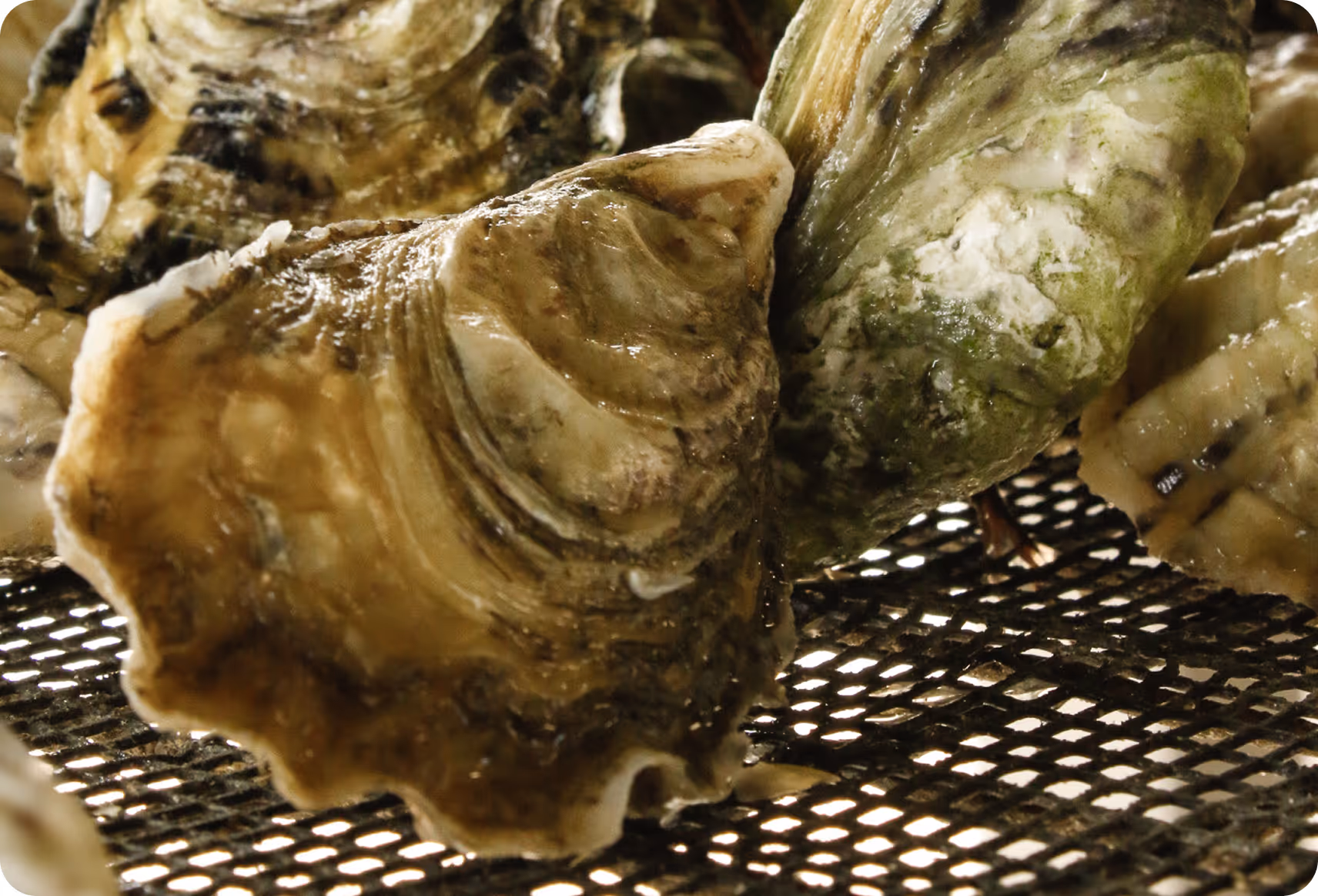 Regenerative  Aquaculture