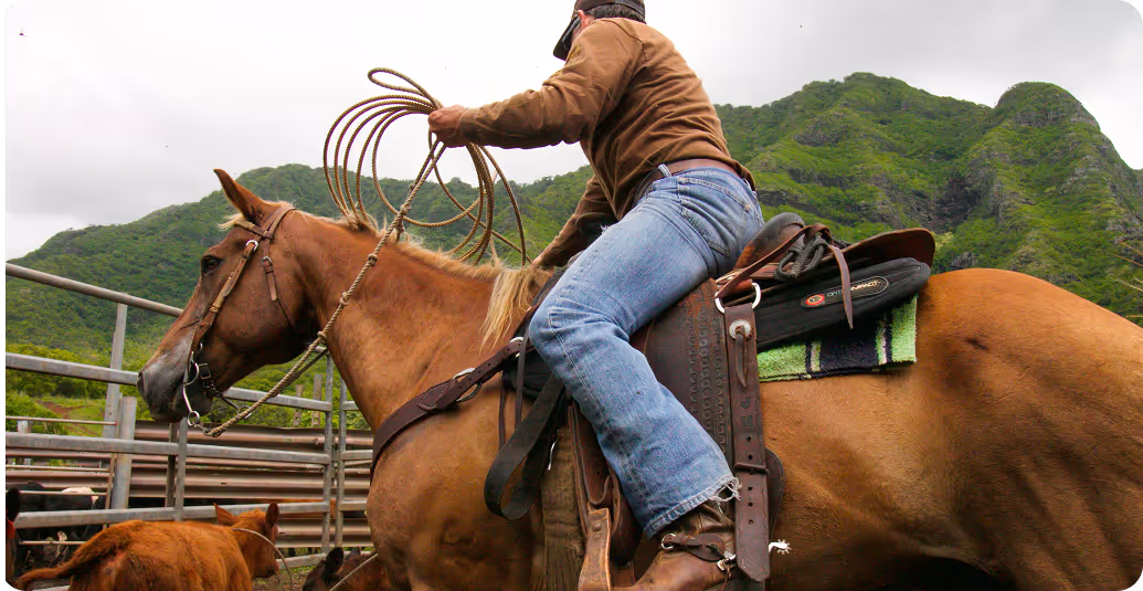 The Kaʻaʻawa Herd
