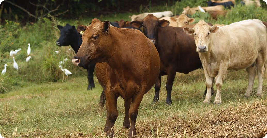 The Kaʻaʻawa Herd