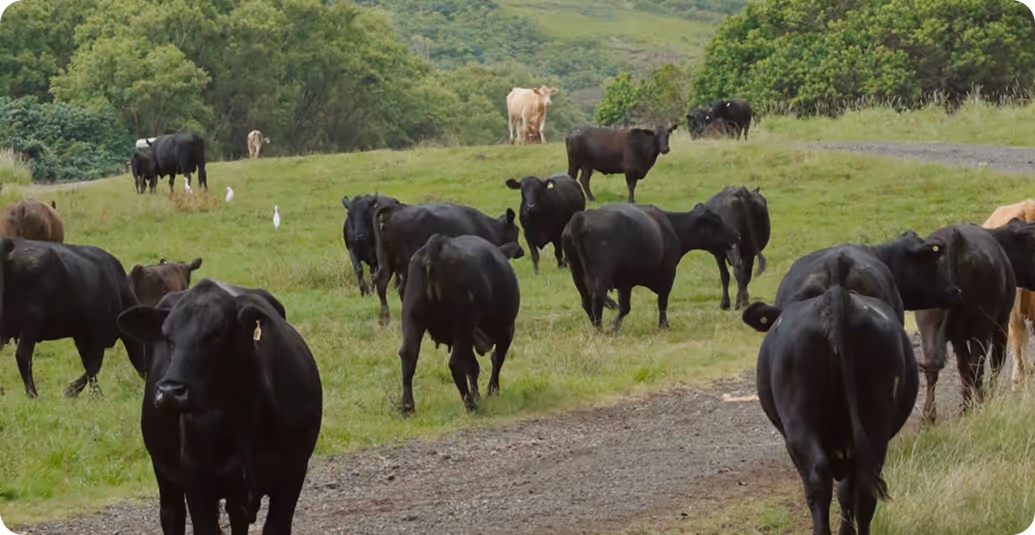 The Kaʻaʻawa Herd