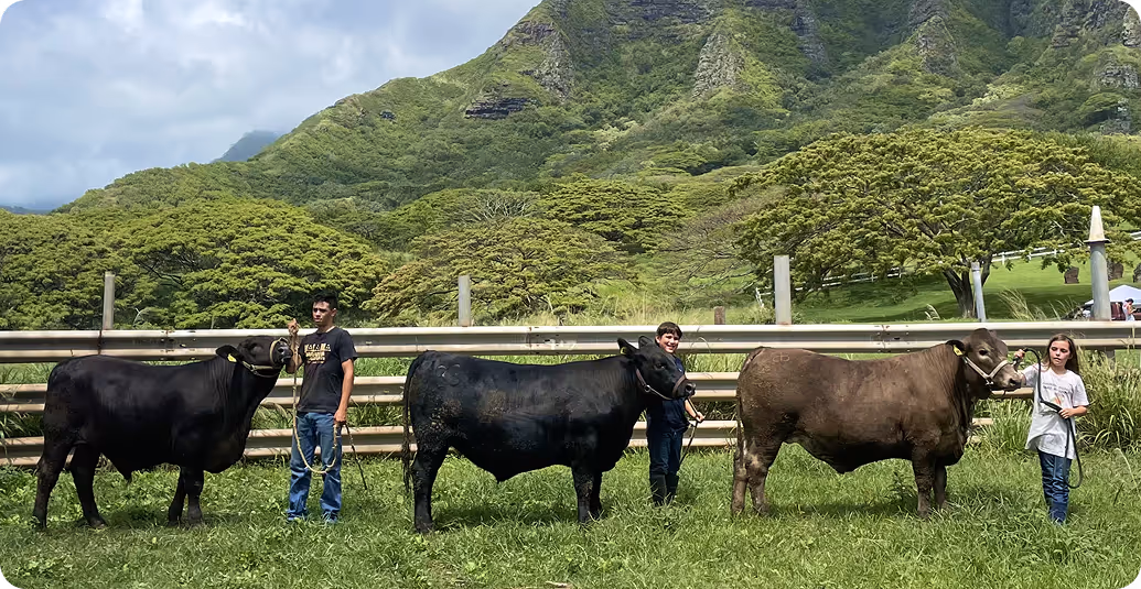 The Kaʻaʻawa Herd