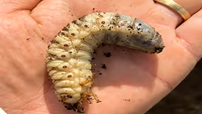 Invasive