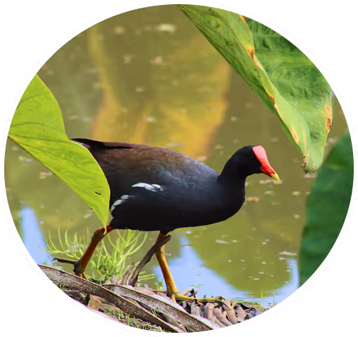 waterbird objective