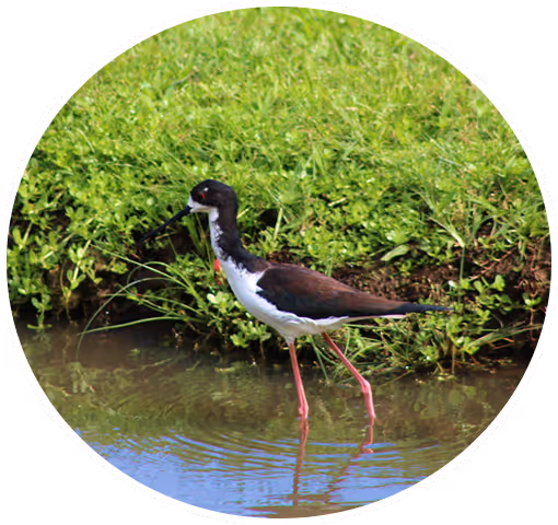 waterbird objective