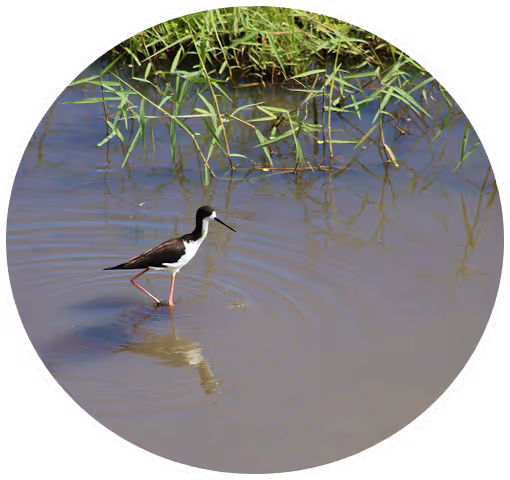 waterbird objective