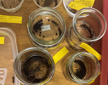 seeds germinating in beakers