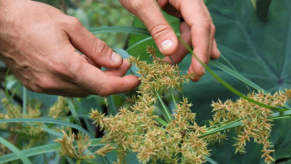 handling plant flowers and seedlings