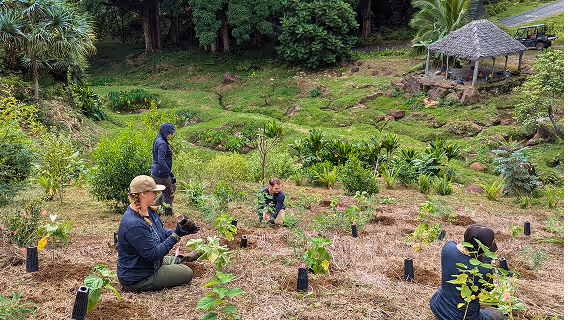 kualoa team with young plants in field