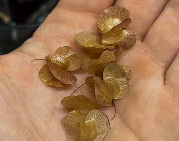 germinated seedlings