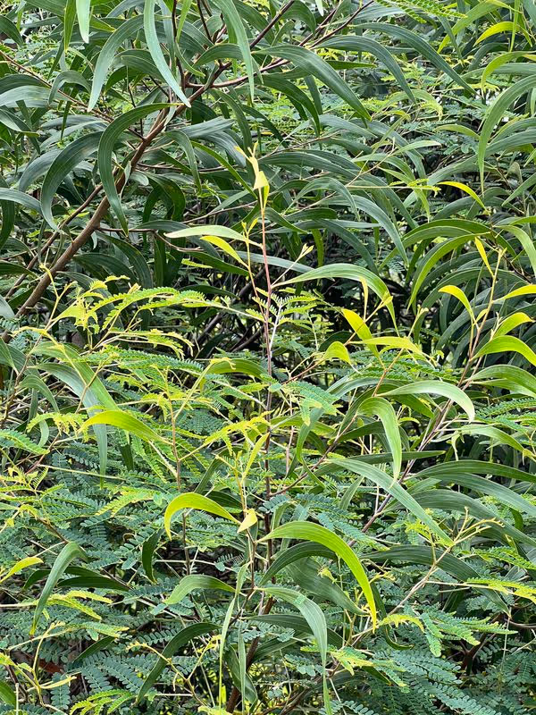 punawai 003