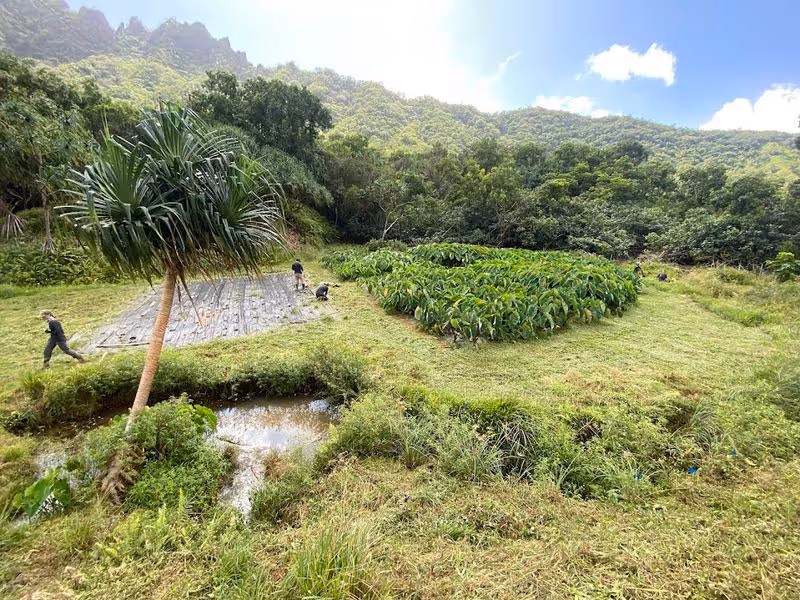 waipili 004