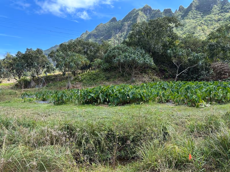 waipili 006