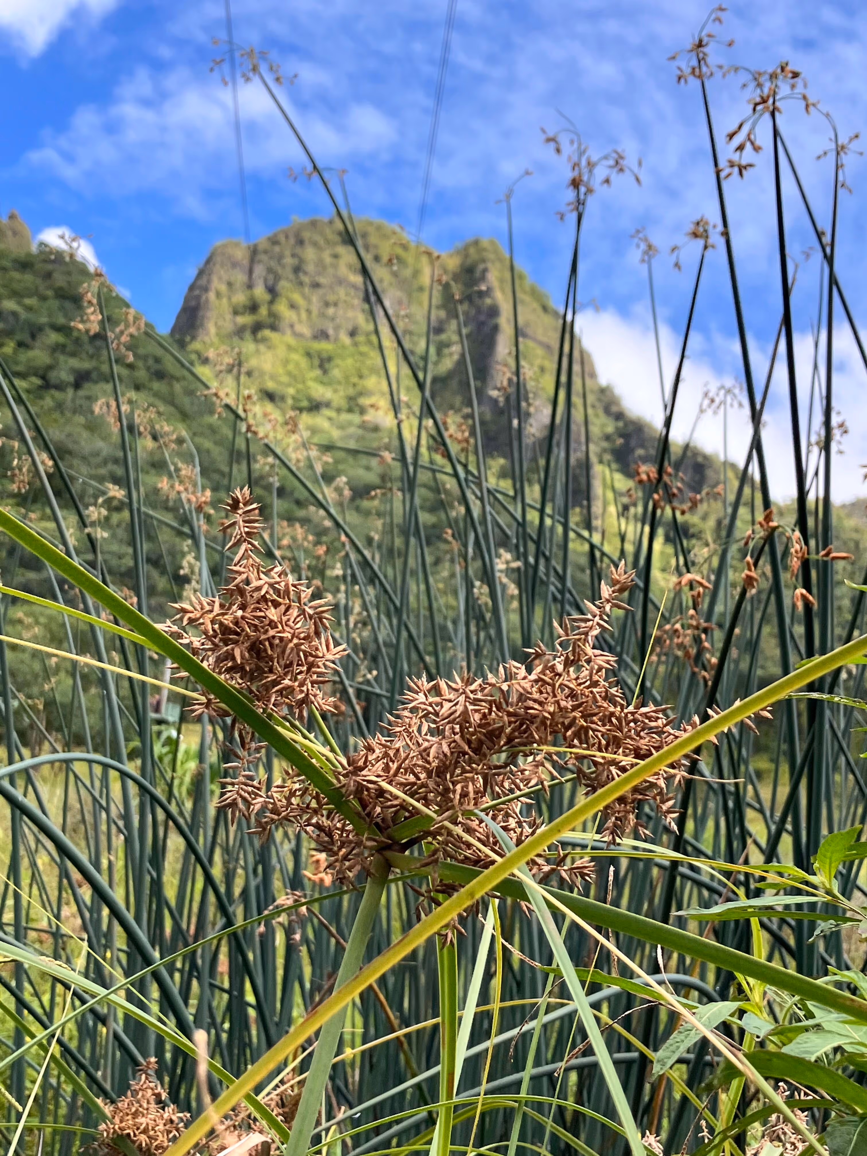 waipili 002