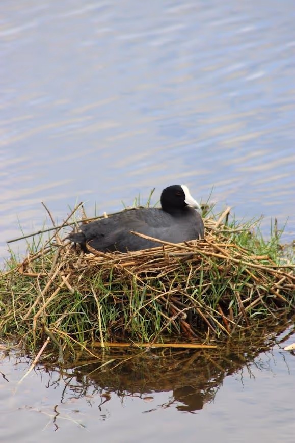 waterbird slide 4