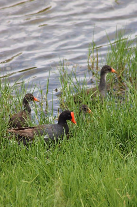 waterbird slide 5