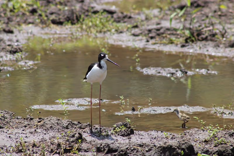 waterbird slide 1