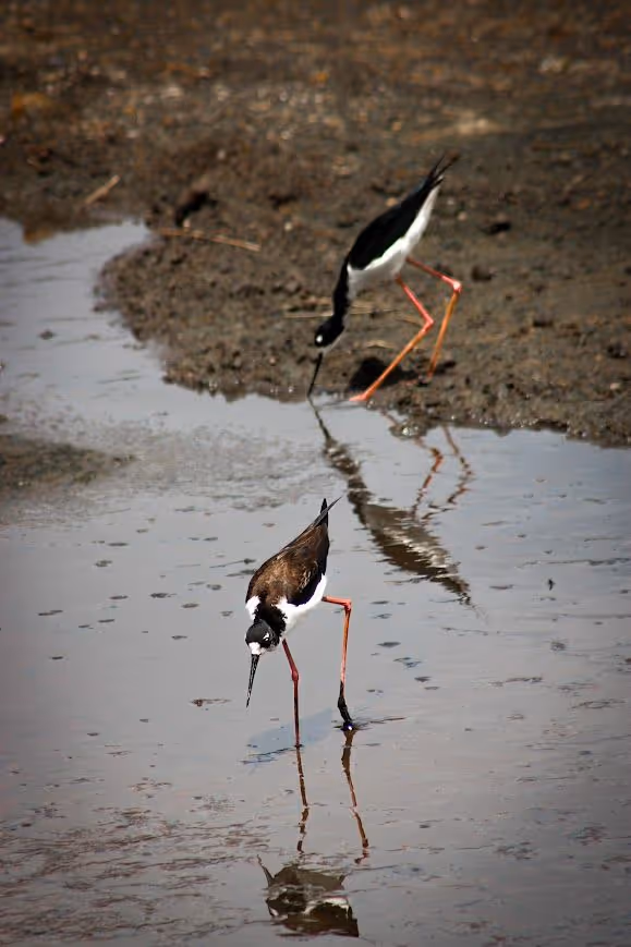 waterbird slide 3
