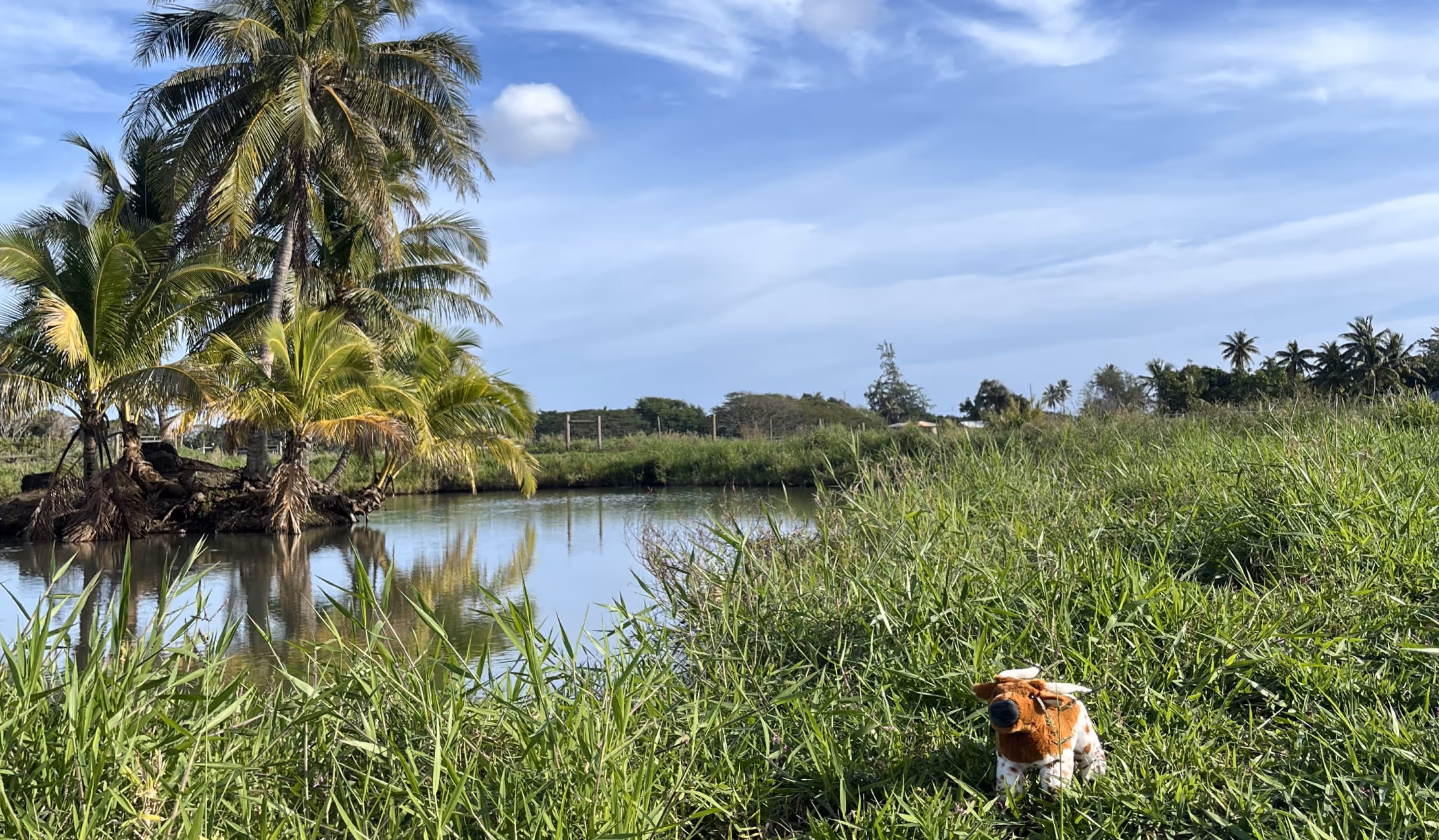 Corporate Team Building Mauka - Stuffed Cow Next to Pond