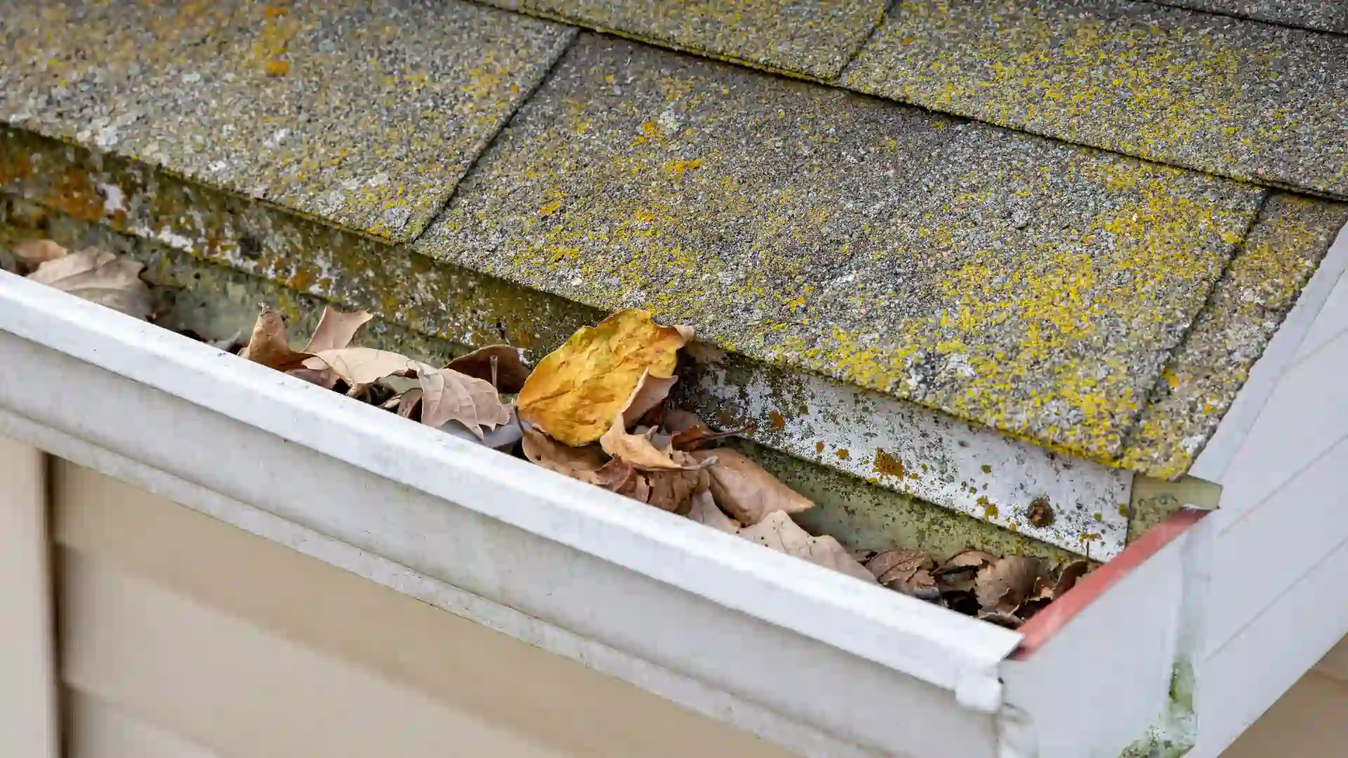 A roof that shows mold on a roof, with green blots on contaminated shingles