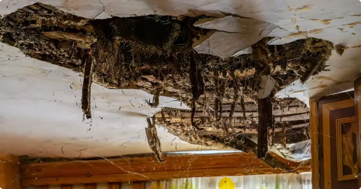 A white sagging and rotten ceiling, with dangling brown hay like bits