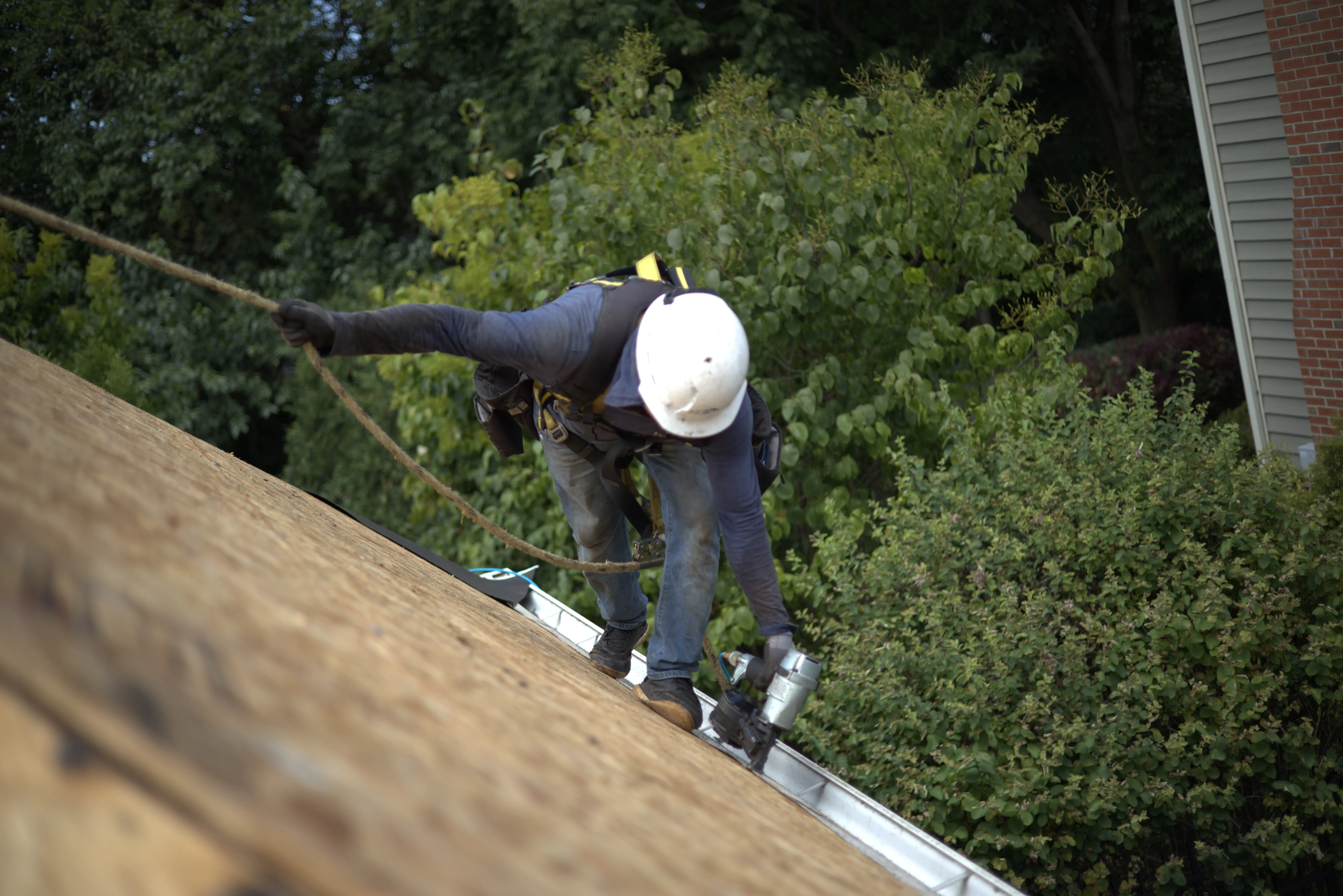 Professional Harnessed Roofer On Roof Nailing Down Drip Edge On Exposed Decking Residential Roof