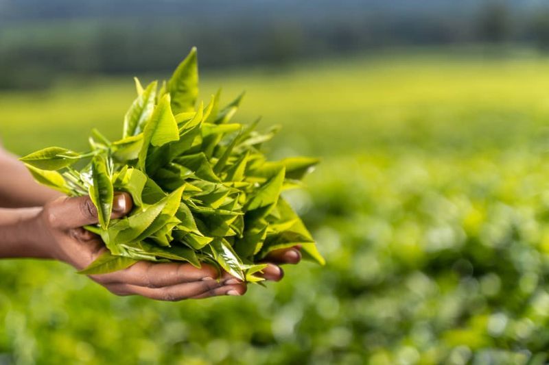 Tea and Coffee Plantation