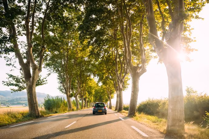 Car driving on a French country road lined with plane trees. Bright sunlight at sunset in the evening.