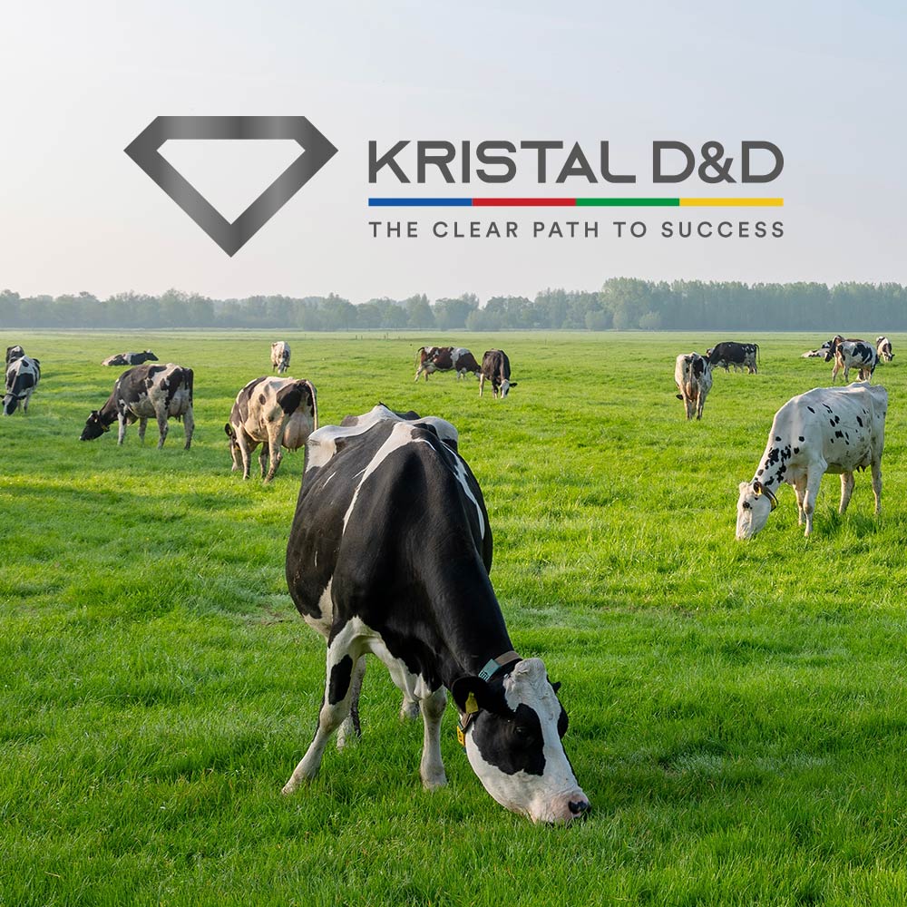 A herd of Holstein Friesian cattle grazing in a lush, green open pasture under a clear sky. In the upper right corner, the Kristal D&D logo is overlaid in grey text with a diamond icon and the tagline "The Clear Path to Success," underscored by a multi-colored line of blue, red, green, and yellow.