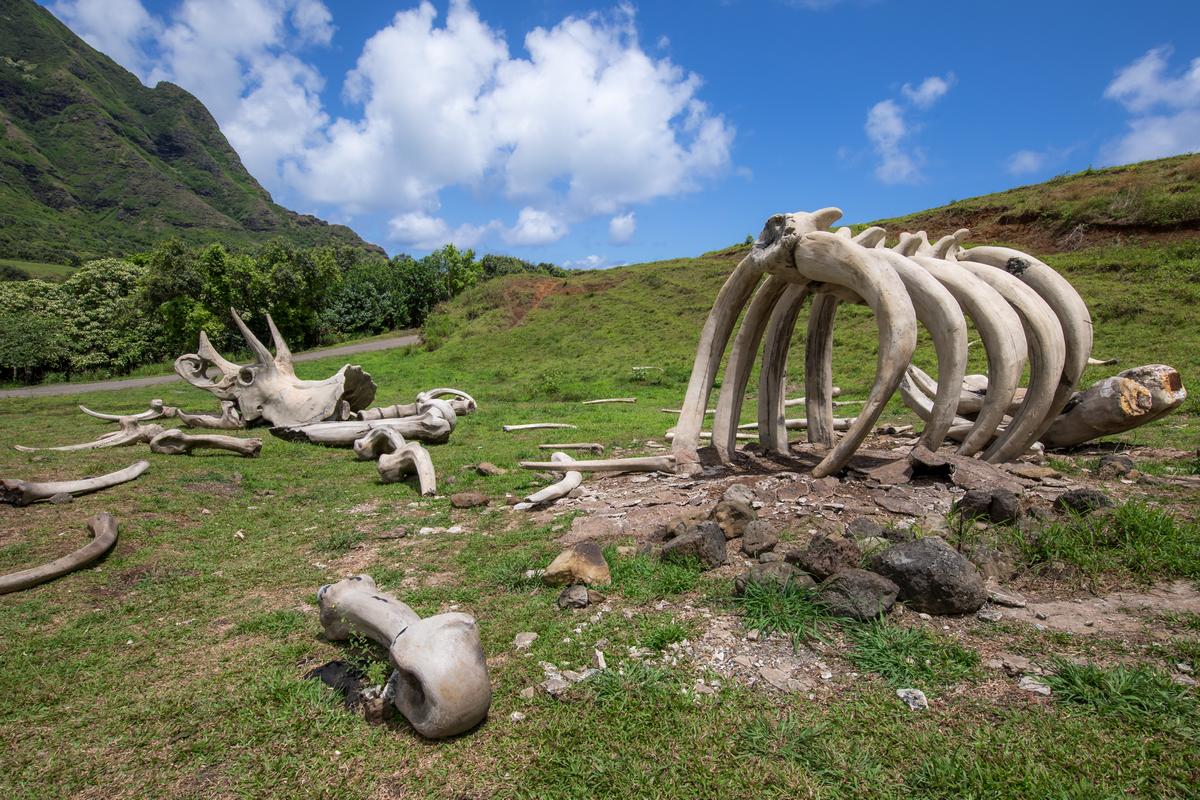 Movie Sites & Ranch Tour | Kualoa Ranch
