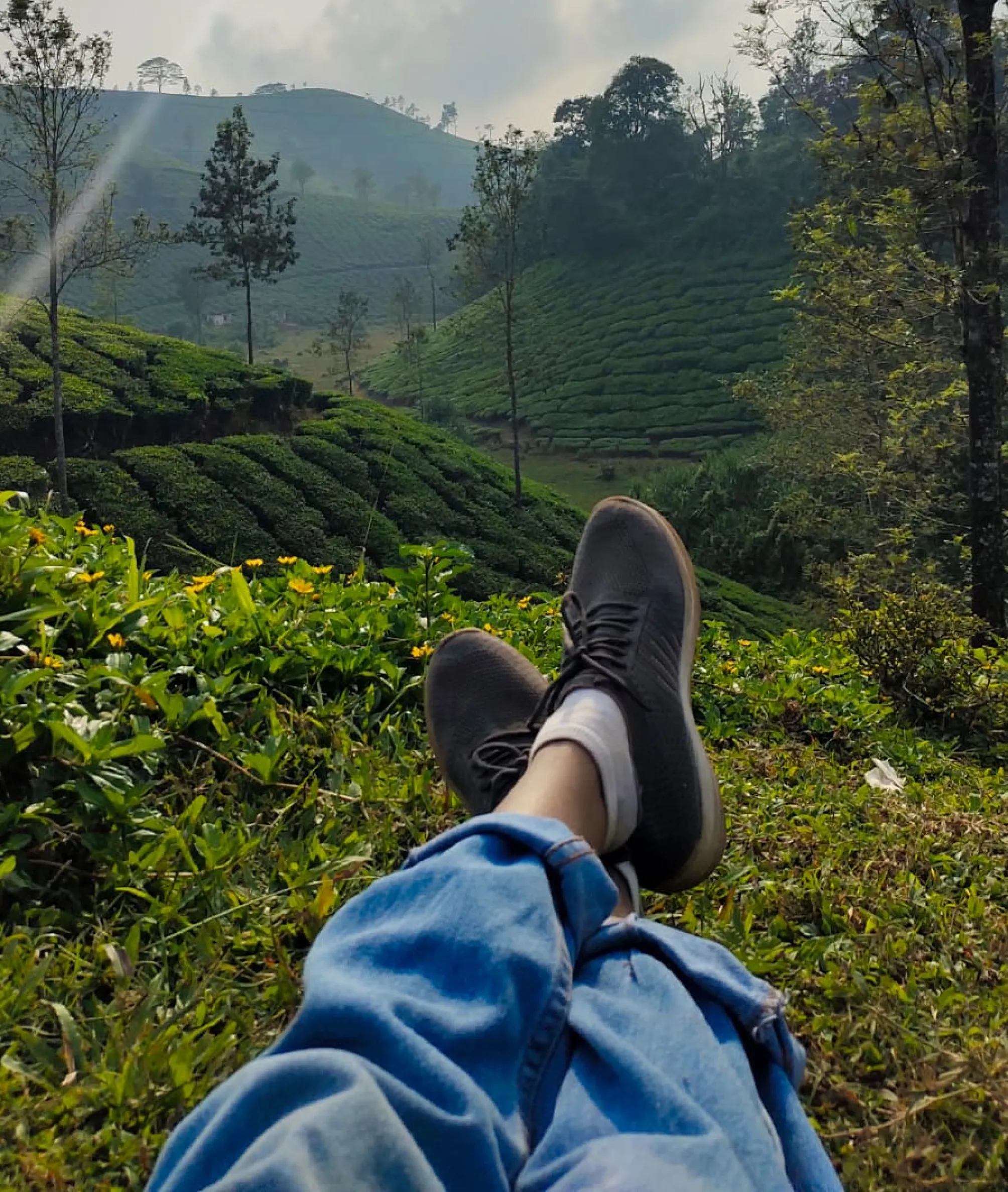 Munnar ta plantations