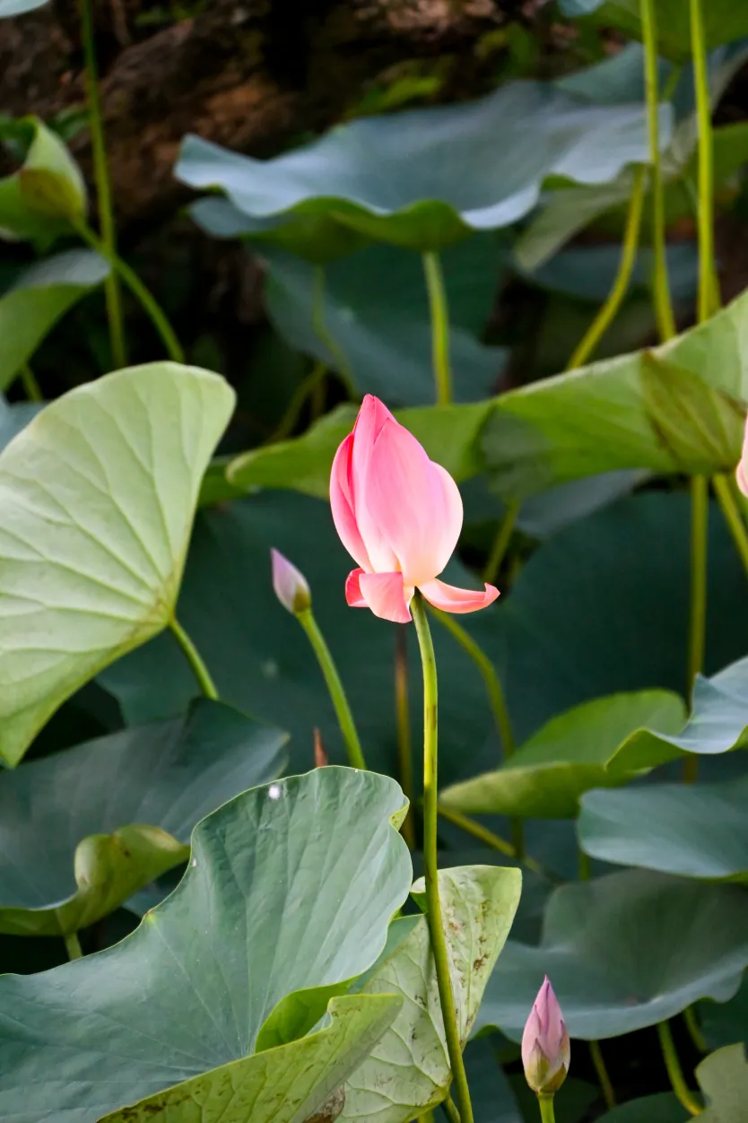 Lotus bud