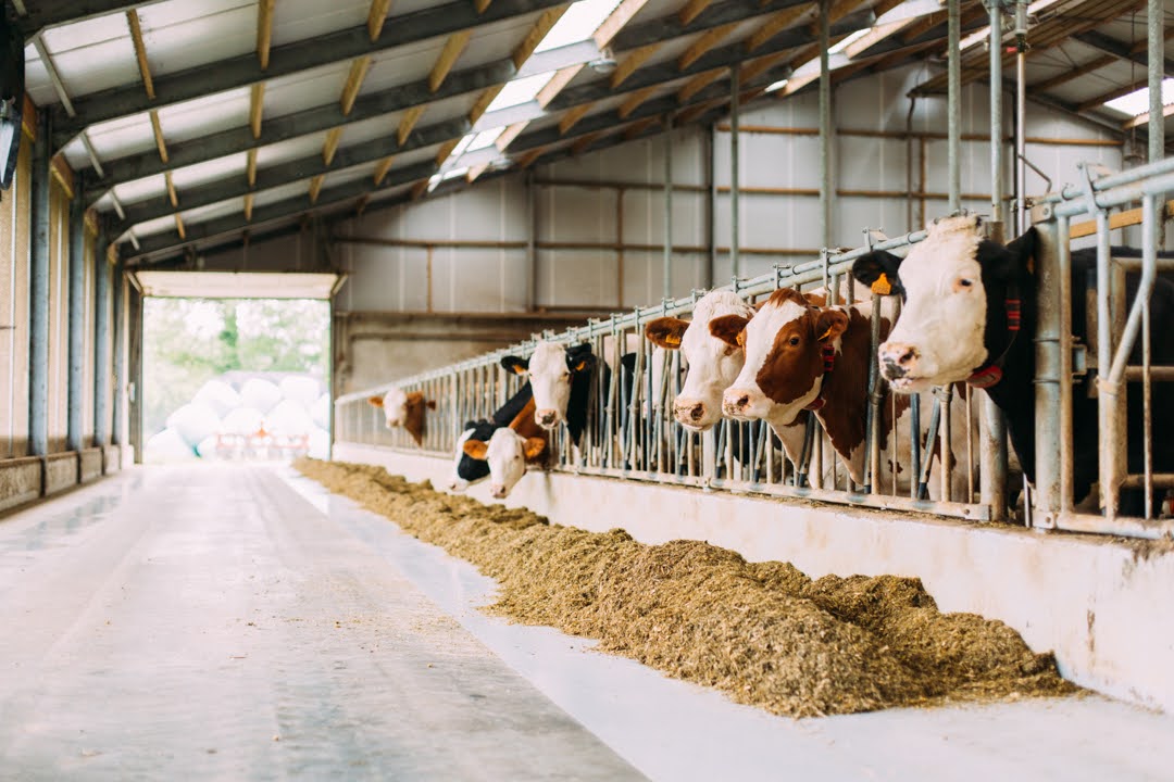 Koeien in de stal.