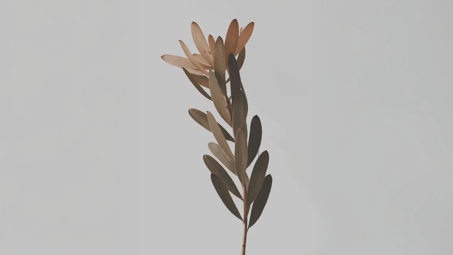 A single stem against a pale wall