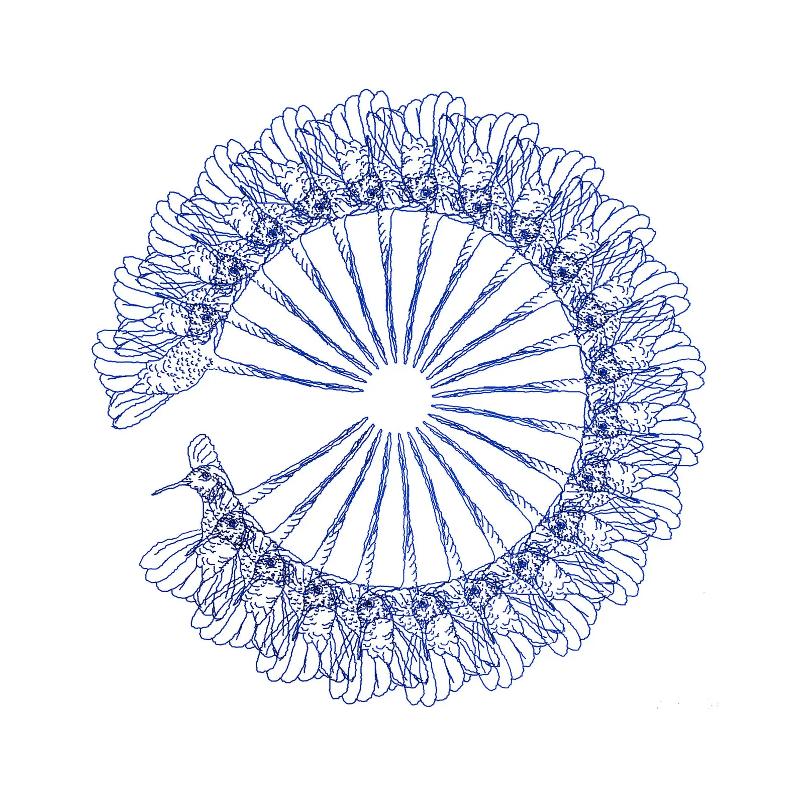 Blue plotter drawing of hummingbirds arranged in a circle, with lines radiating to the centre
