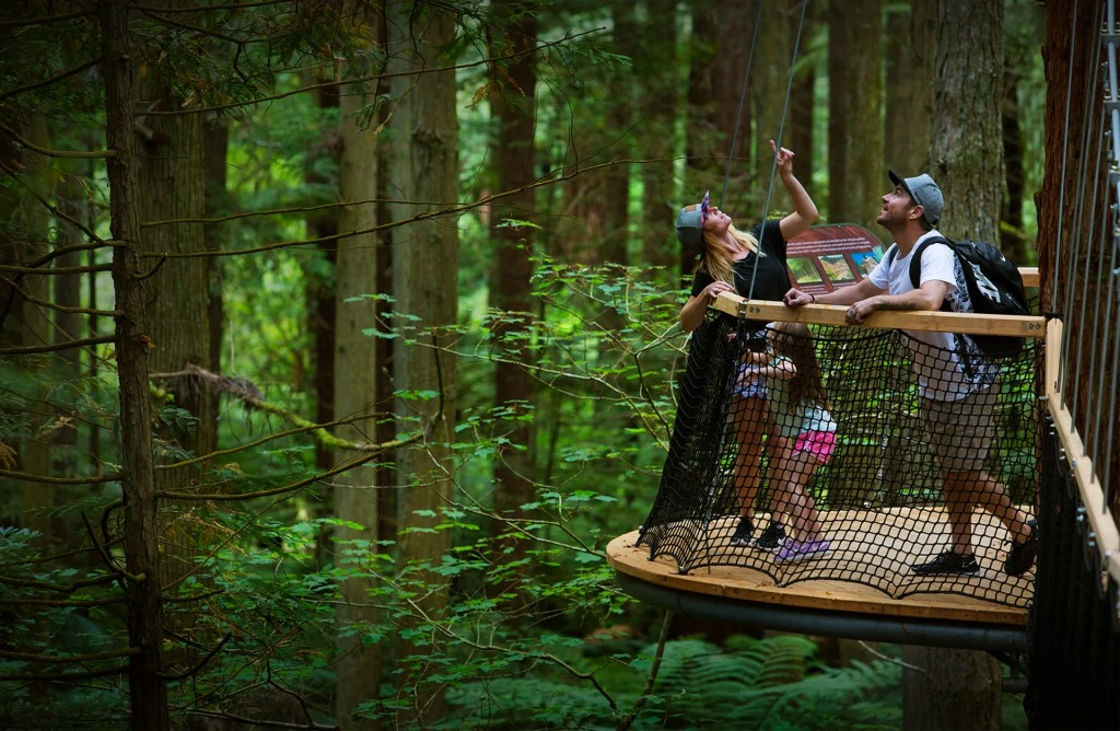 People walking through towering redwood trees in Rotorua forest‍