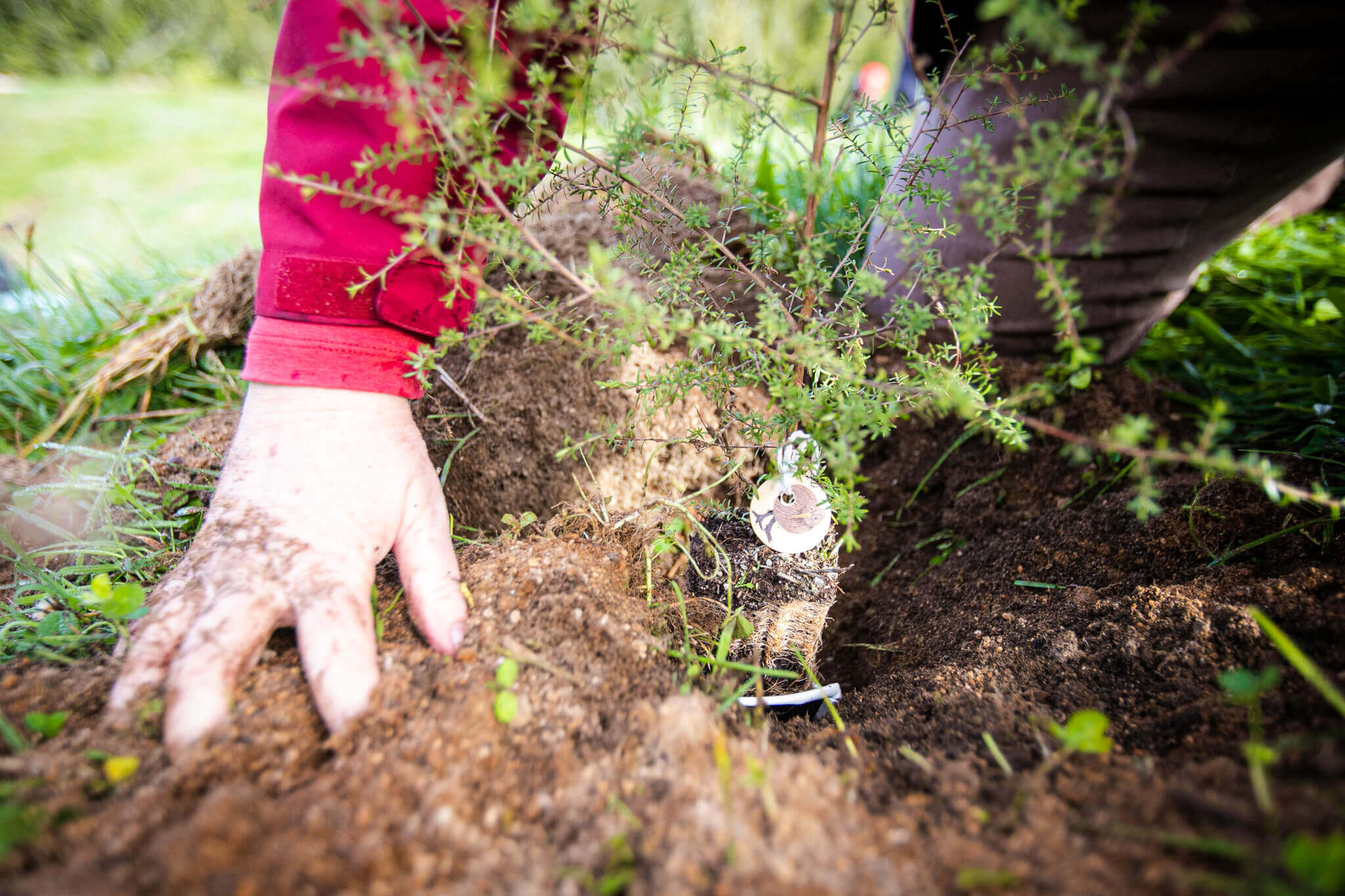 rotorua ziplines guest planting a tree in the okere reserve as a part of rotorua ziplines reforestation initiative