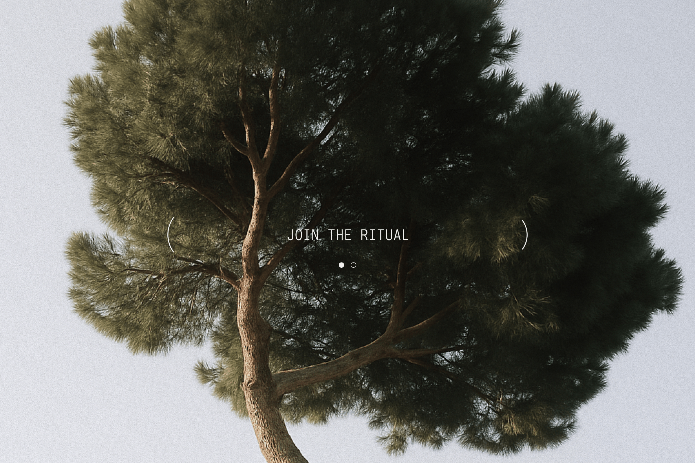 A pine tree in the wind with "Join the ritual" CTA