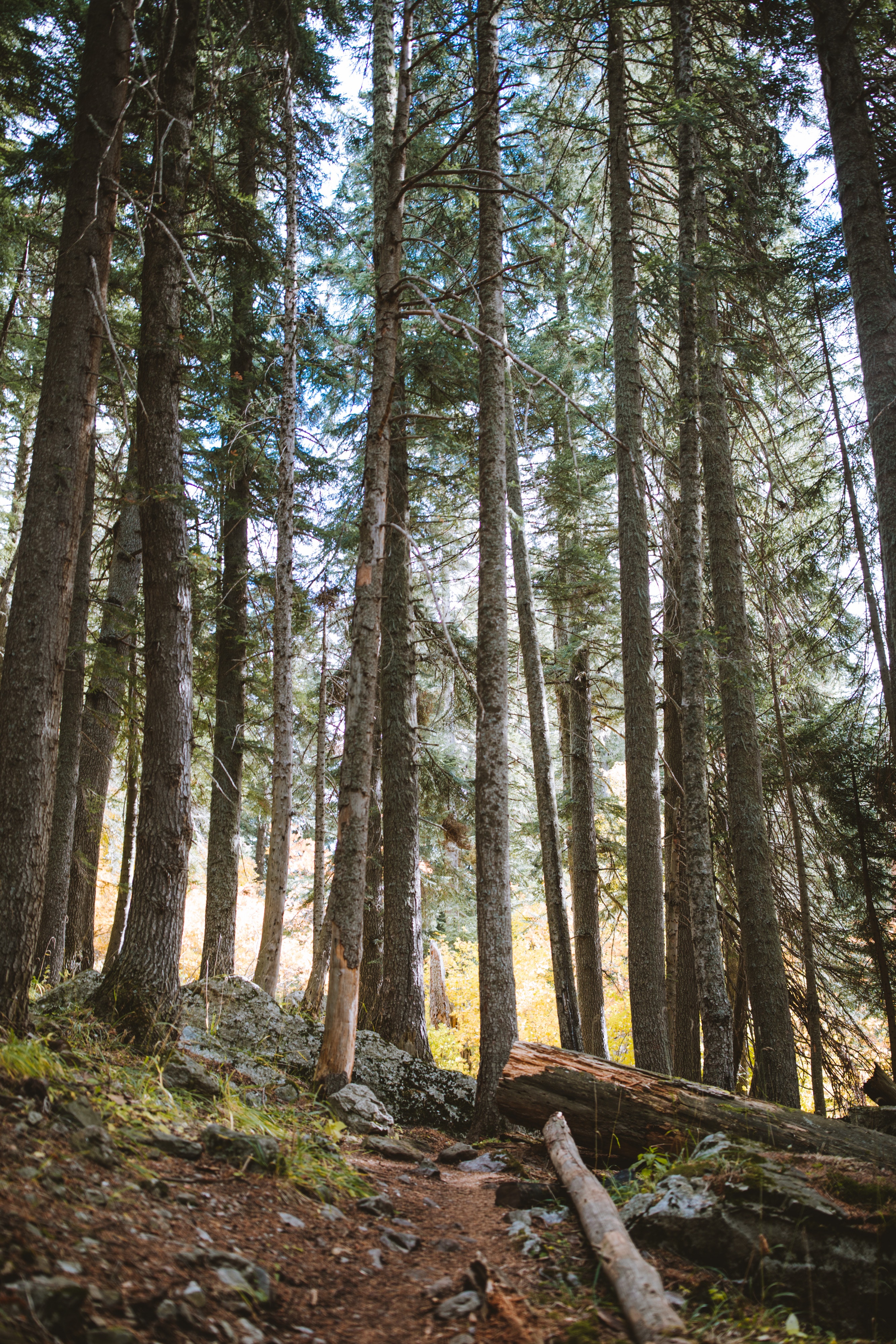 Dieses Foto zeigt einen Wald.