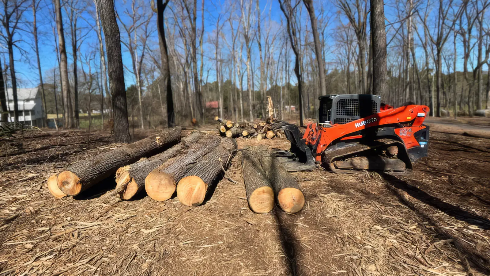Logging trees after removal for land clearing