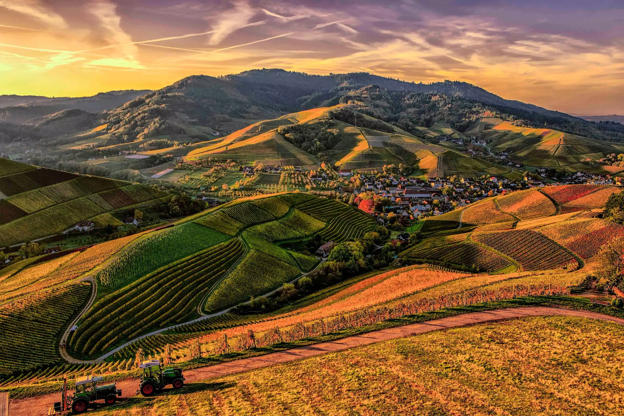Mountainous vineyard at sunset 