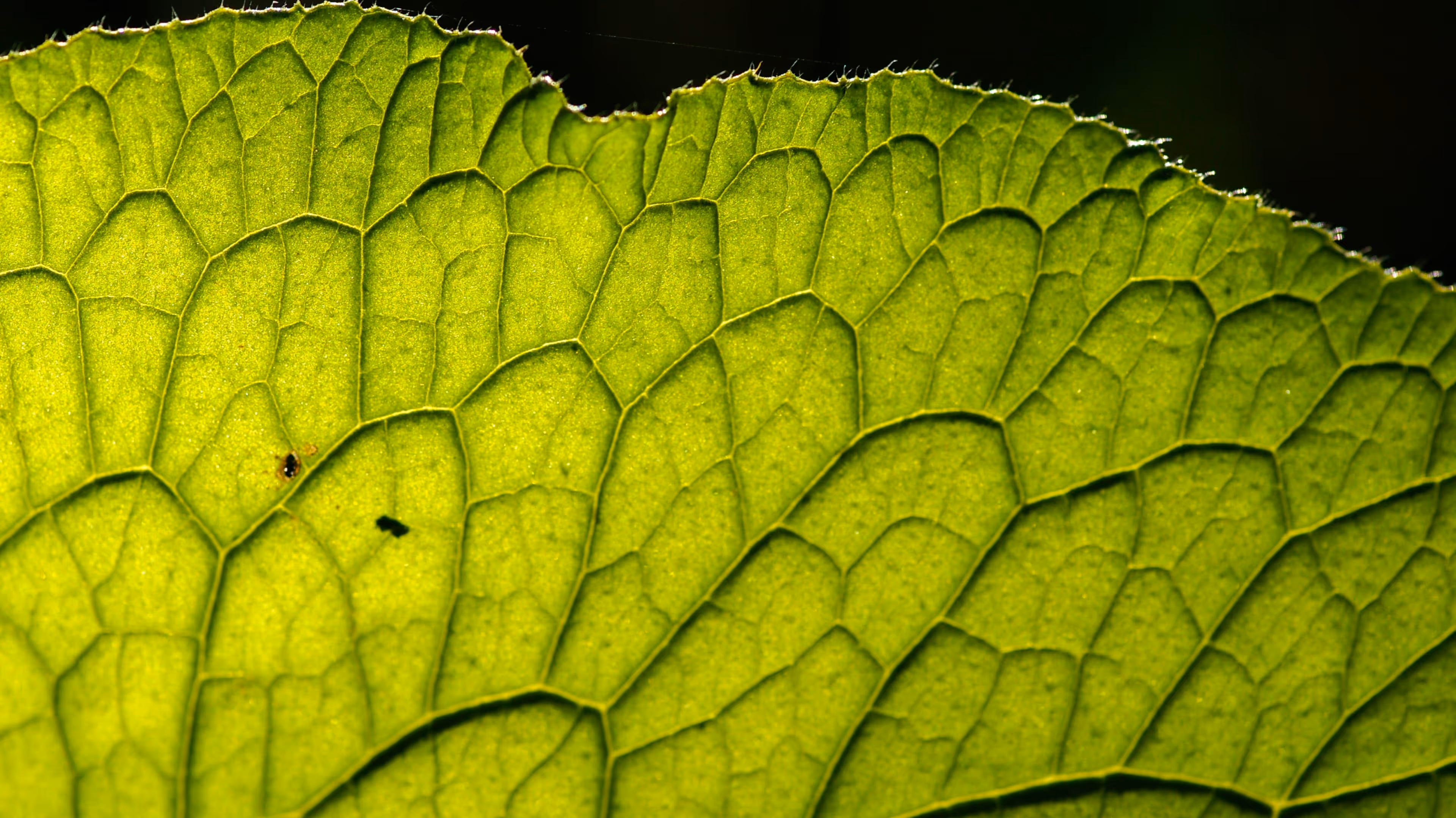 Frequency Breathwork