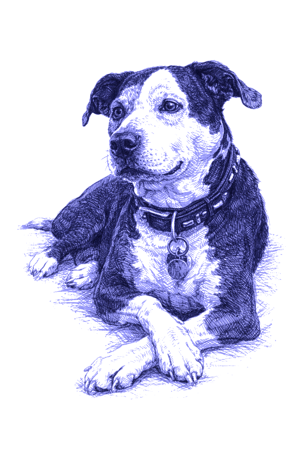 Detailed blue pen sketch of a medium-sized dog lying down with front legs crossed, wearing a collar with tags, and looking slightly to the side.