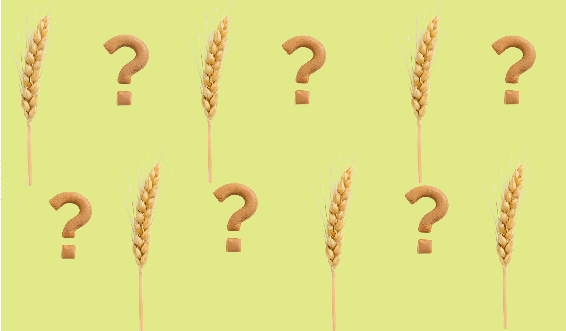 Pattern of wheat stalk and question marks on lime green background - gluten intolerance, celiac, or wheat allergy?