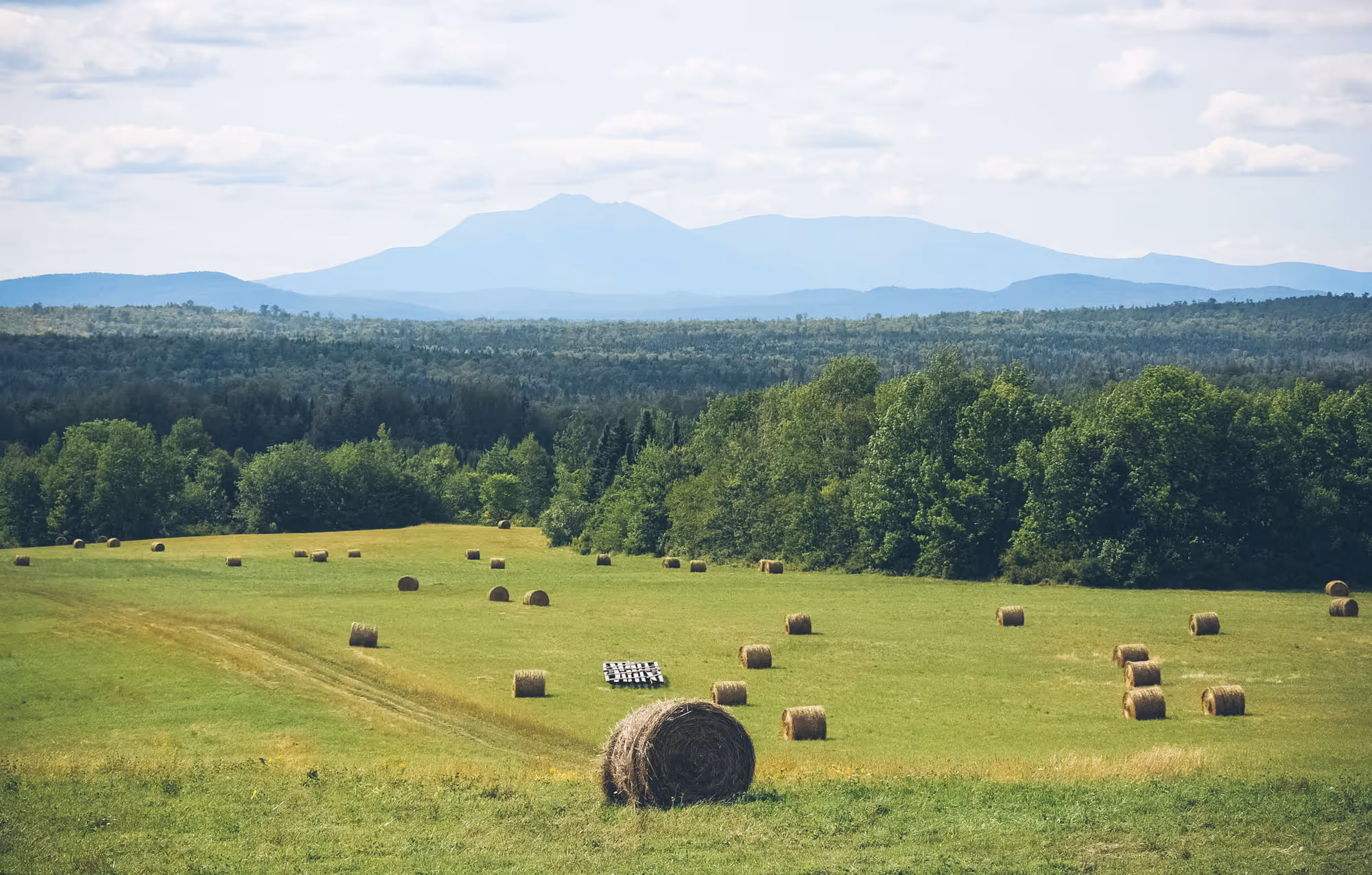 Hay bales in a field