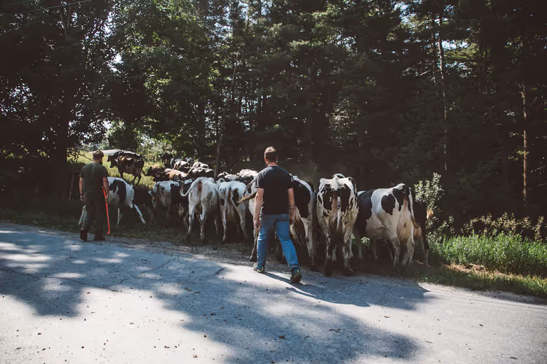 Farmer leading a herd of cows