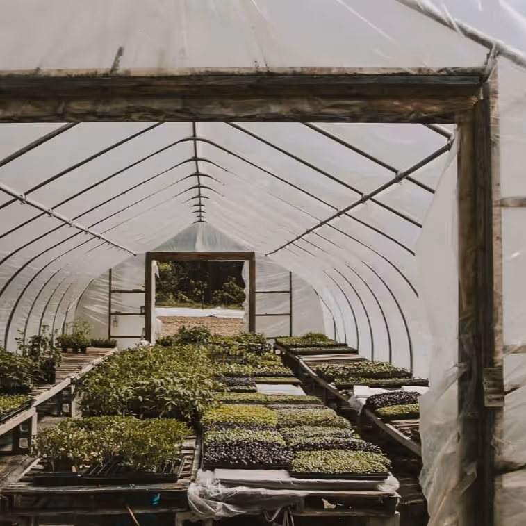 Greenhouse interior with rows of young plants growing on shelves